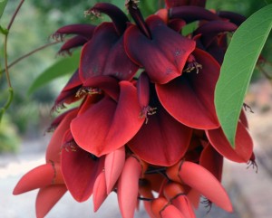 La Flor del Ceibo