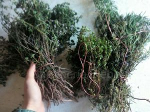 IMG-20170331-WA0003
