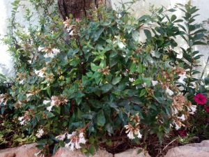 abelia
